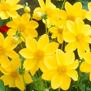 Dahlia Mignon jaune